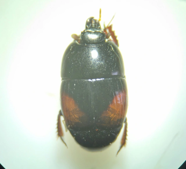Atholus bimaculatus - kétfoltos sutabogár