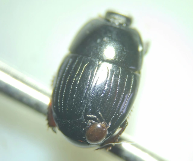Atholus duodecimstriatus duodecimstriatus - tizenkétbarázdás sutabogár