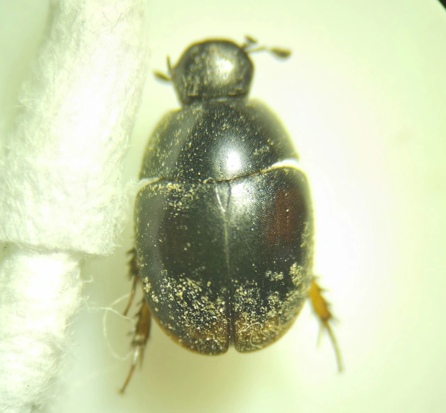 Sphaeridium