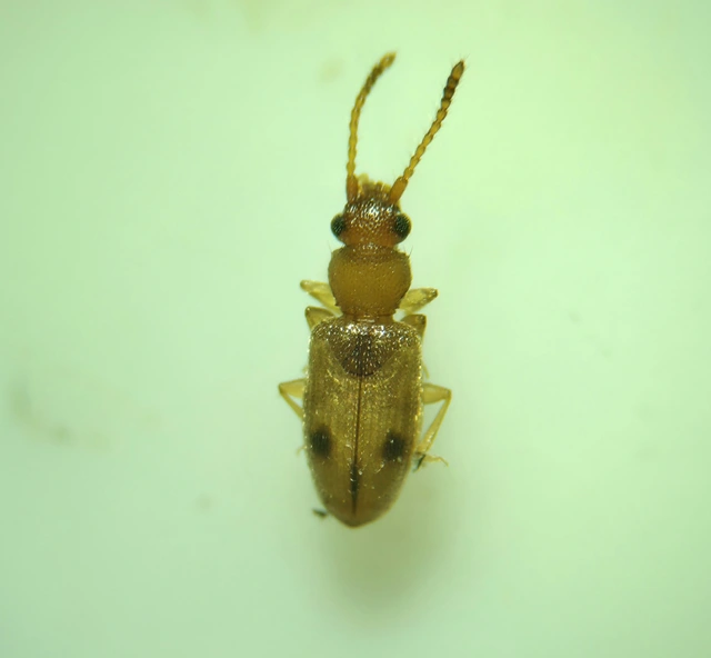 Psammoecus bipunctatus - kétpettyes fogasnyakú-lapbogár
