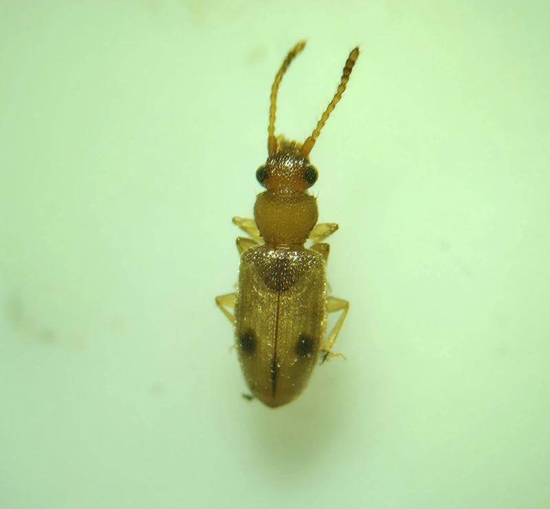 Psammoecus bipunctatus - kétpettyes fogasnyakú-lapbogár