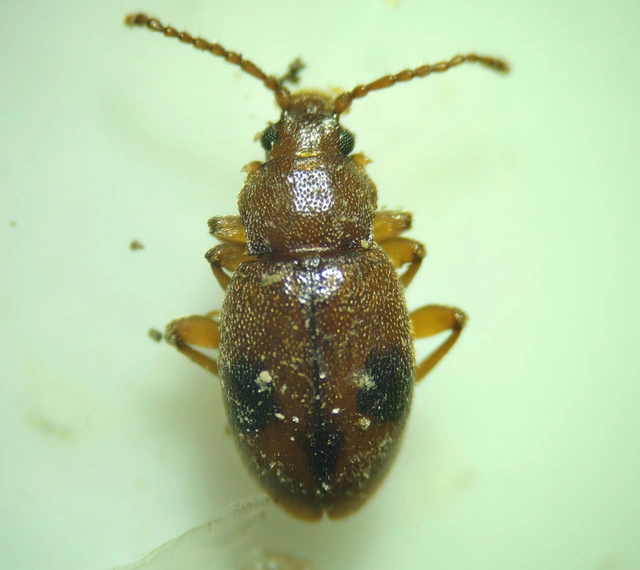 Dapsa denticollis - fogasnyakú álböde