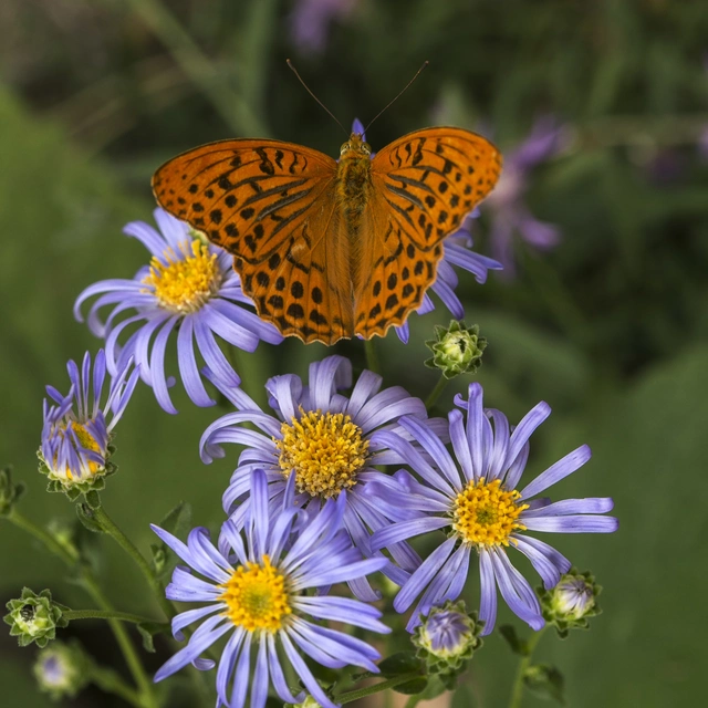 Argynnis paphia - nagy gyöngyházlepke