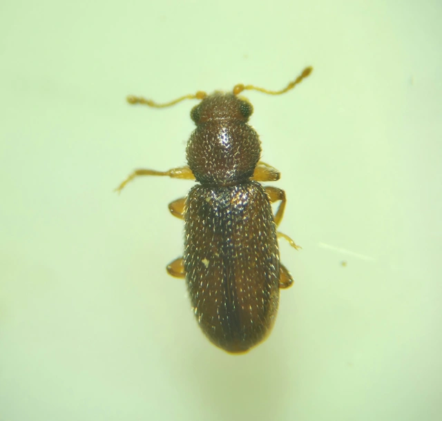 Corticaria Corticaria