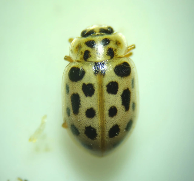 Anisosticta novemdecimpunctata - tizenkilencpettyes katica