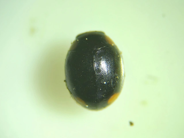 Hyperaspis campestris - mezei szerecsenböde