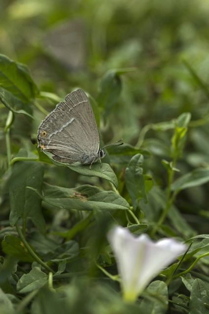 Neozephyrus quercus - tölgyfalepke