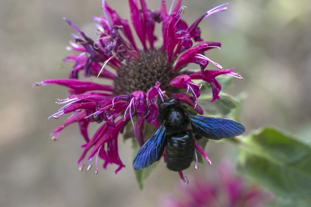 Xylocopa