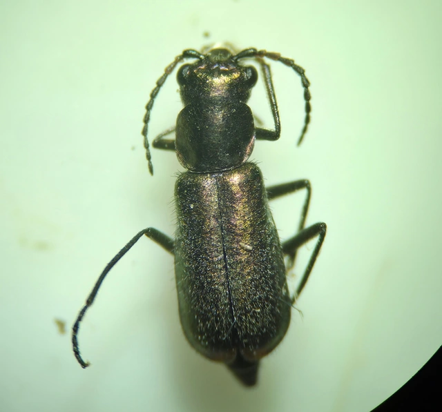 Melyridae - sziklaibogár-félék