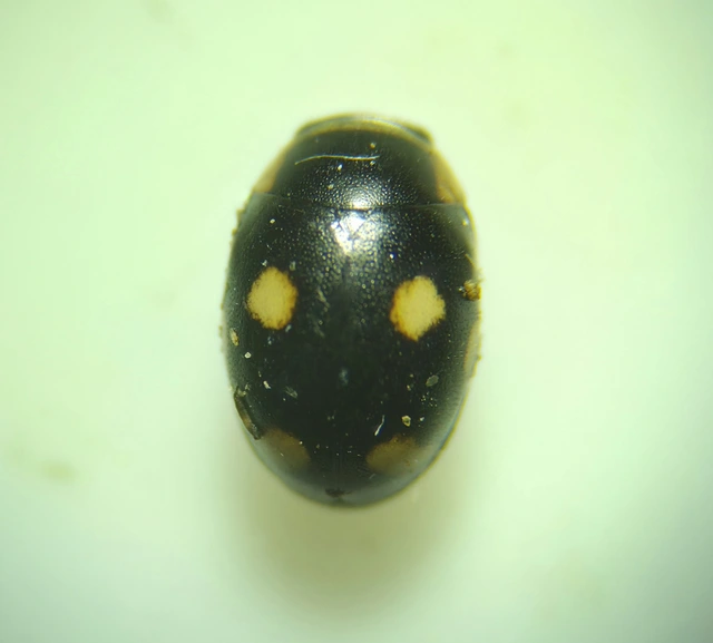 Hyperaspis erythrocephala - homoki szerecsenböde