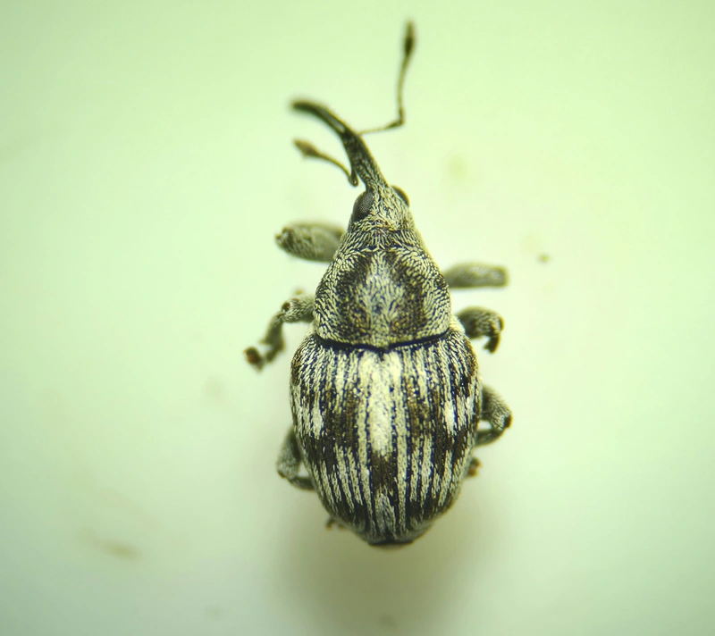 Thamiocolus pubicollis - hosszúorrú fésűsormányos