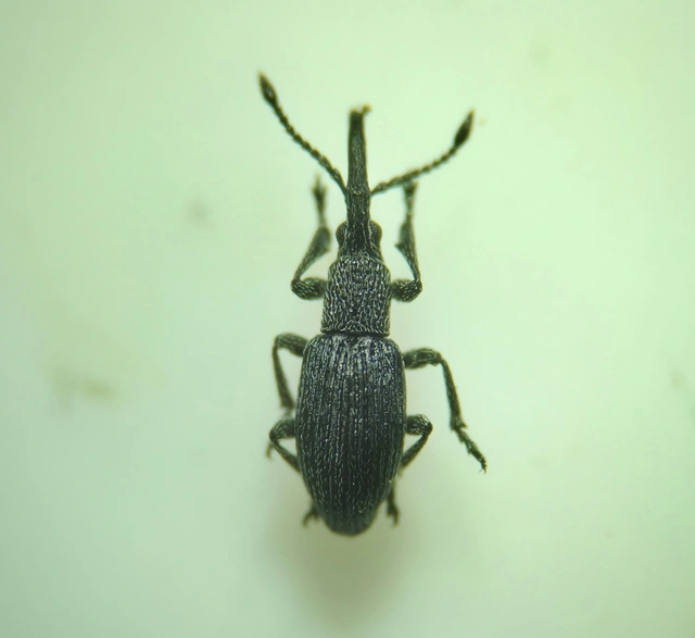 Ceratapion penetrans - lapátlábú cickányormányos Ceratapion penetrans - lapátlábú cickányormányos