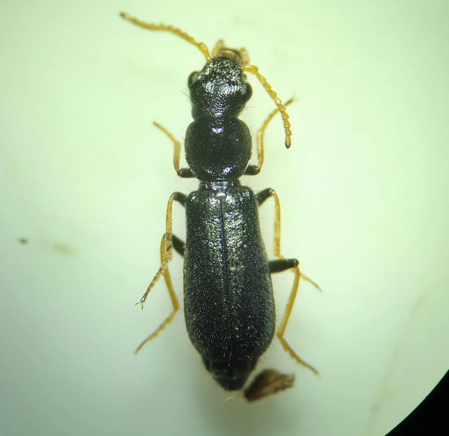 Apalochrus femoralis - pusztai bibircsesbogár
