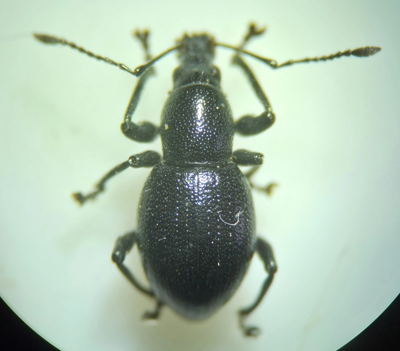 Otiorhynchus lirus - fényes gyalogormányos