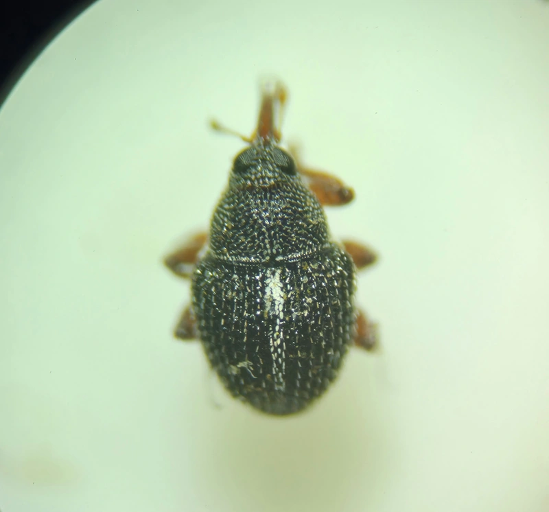 Micrelus ericae - sörtés csarabormányos
