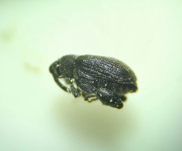 Pseudorchestes pratensis - imola-bolhaormányos