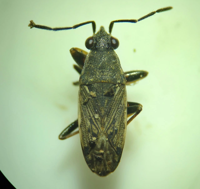 Peritrechus