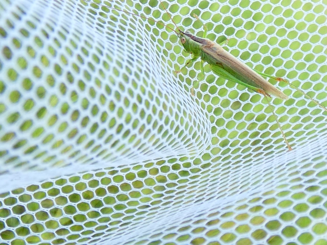 Conocephalus fuscus - kis kúpfejűszöcske