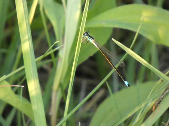 Ischnura elegans pontica - kéköves légivadász
