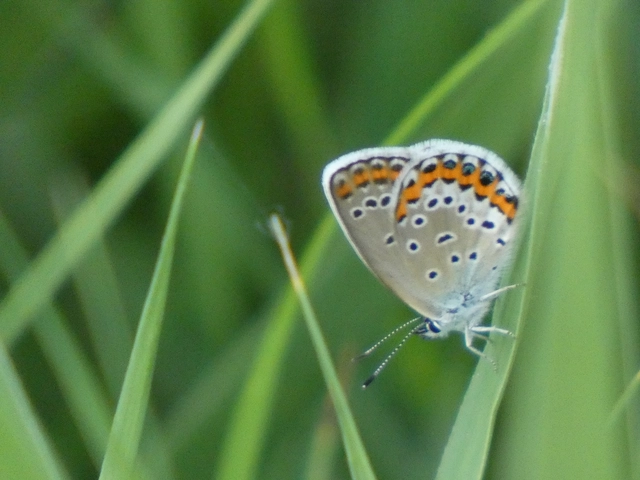 Plebejus argyrognomon - tintakék boglárka