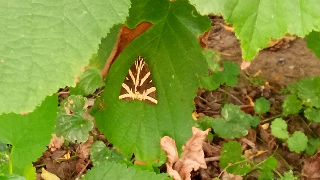 Euplagia quadripunctaria - csíkos medvelepke