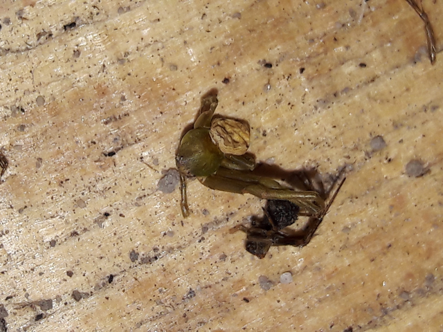 Thomisidae - karolópókok