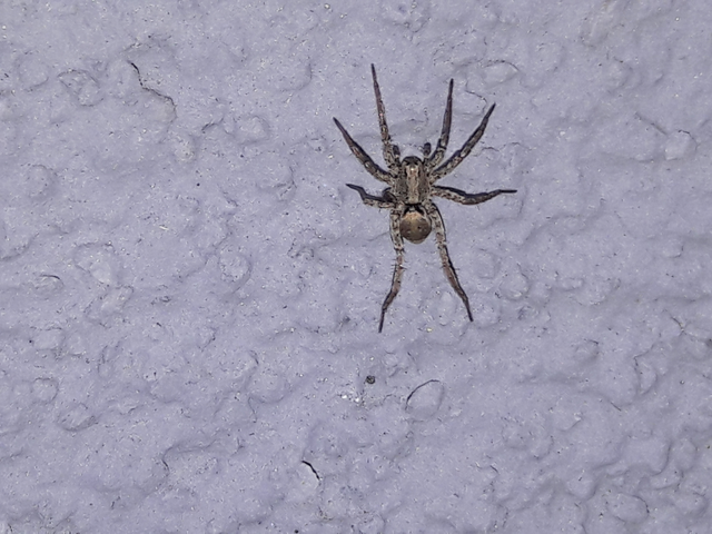 Lycosidae - farkaspókok