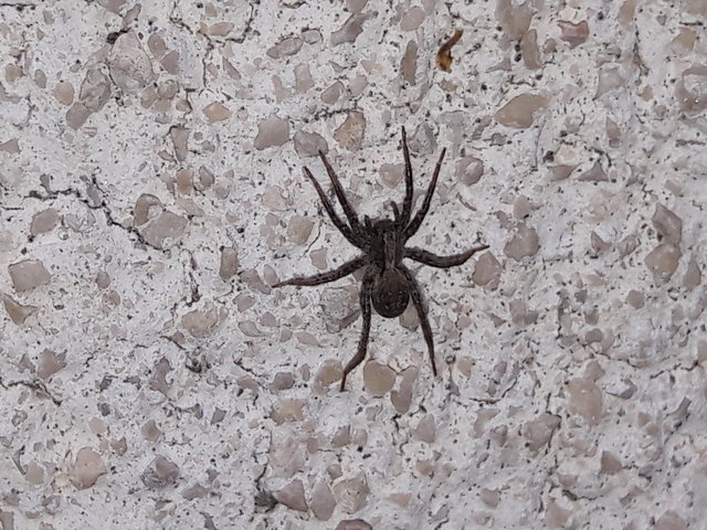 Lycosidae - farkaspókok