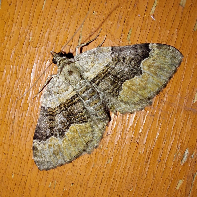 Xanthorhoe quadrifasiata - négysávos tarkaaraszoló