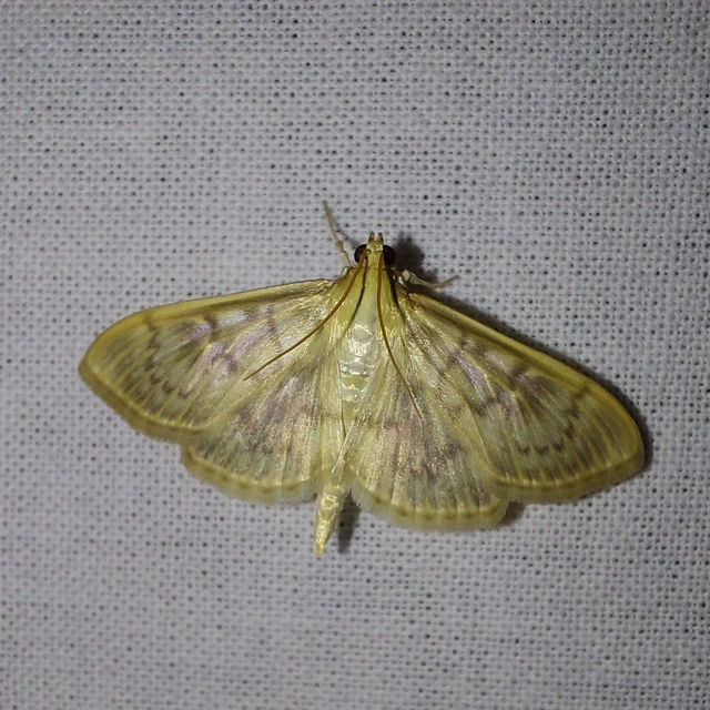 Patania ruralis - csalánevő tűzmoly