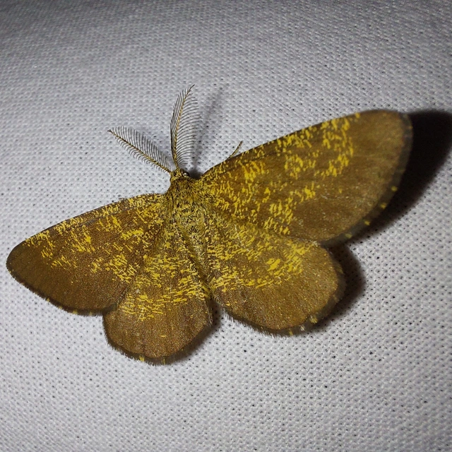 Ematurga atomaria - barna rétiaraszoló