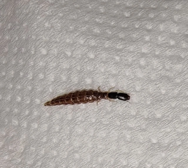 Raphidioptera - Tevenyakú-fátyolkák