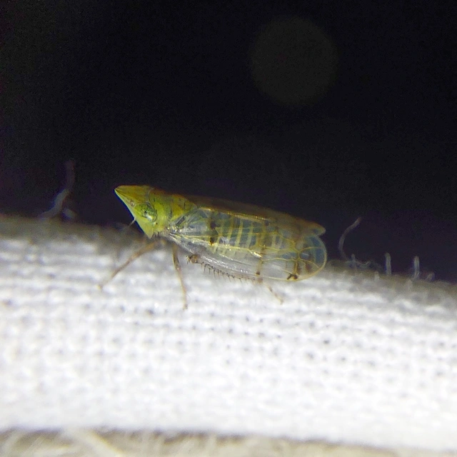 Japananus hyalinus