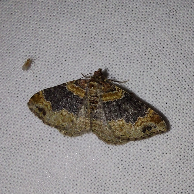 Xanthorhoe ferrugata - kerti tarkaaraszoló