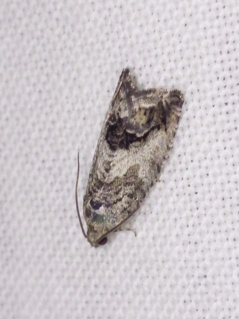 Cydia splendana - tölgymakkmoly
