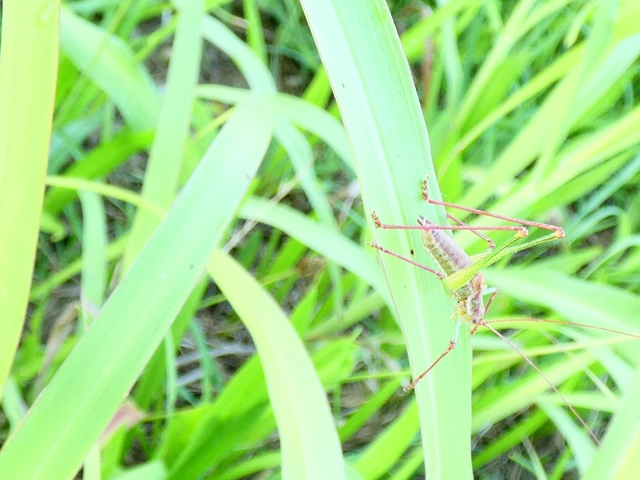 Leptophyes albovittata - közönséges virágszöcske