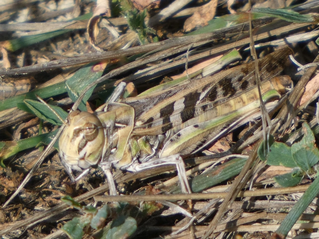 Oedaleus decorus - szalagos sáska