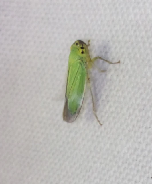 Cicadella viridis - méregzöld kabóca