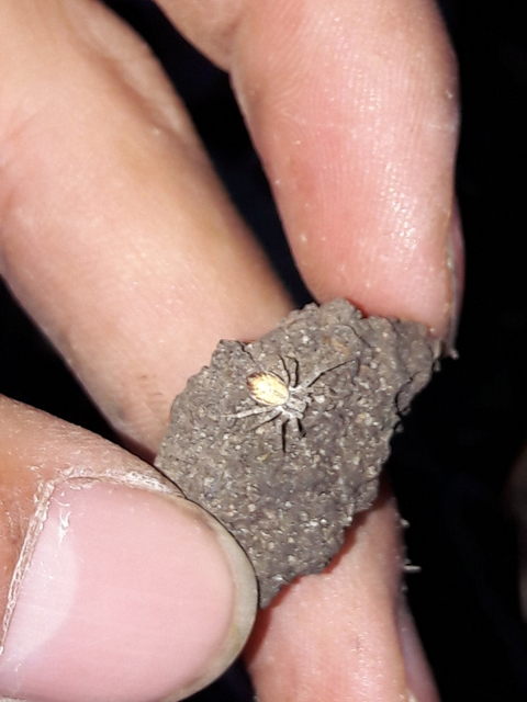Philodromus