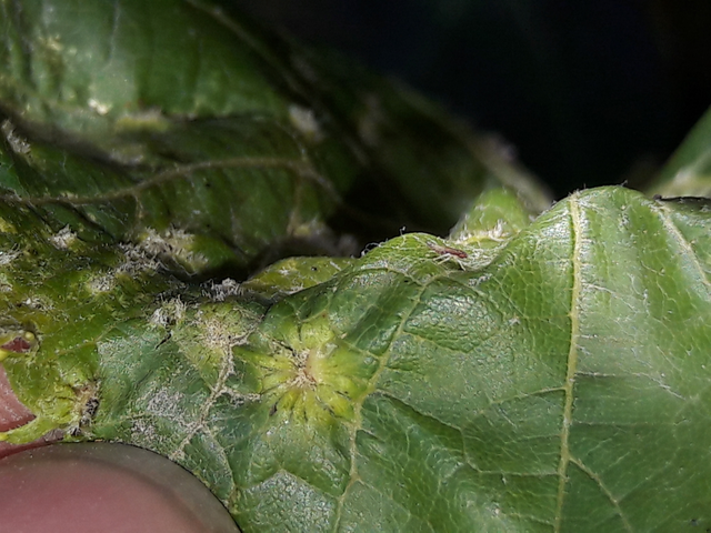Erasmoneura vulnerata