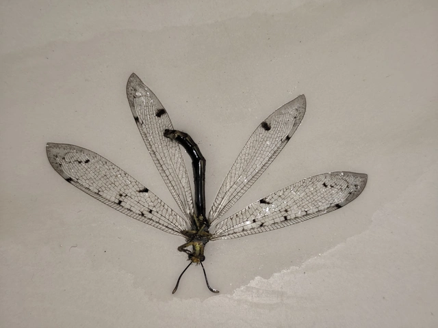 Distoleon tetragrammicus - négyfoltos hangyaleső