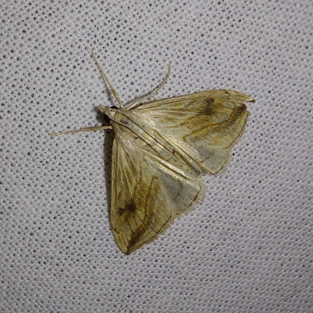 Evergestis forficalis - veteménymoly