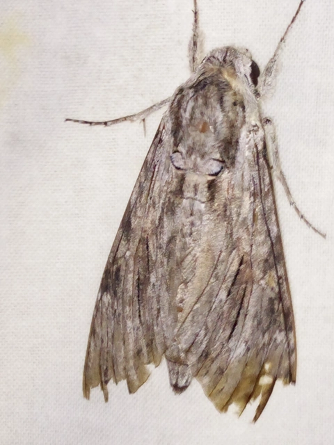 Agrius convolvuli - szulákszender