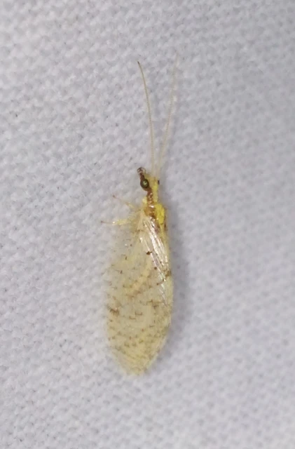 Hemerobius