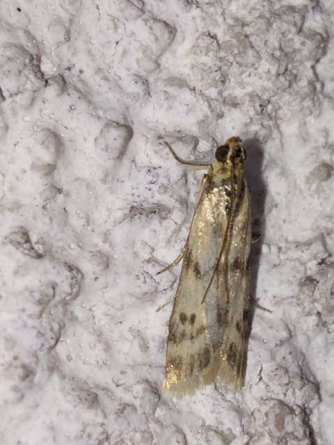 Homoeosoma sinuella - agyagsárga karcsúmoly
