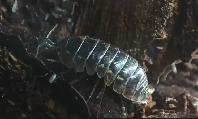 Isopoda - Ászkarákok