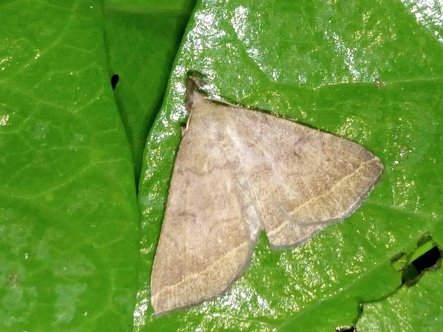 Pechipogo plumigeralis - tollascsápú karcsúbagoly