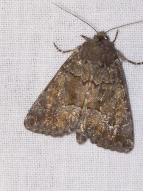 Thalpophila matura - fakó erdeibagoly