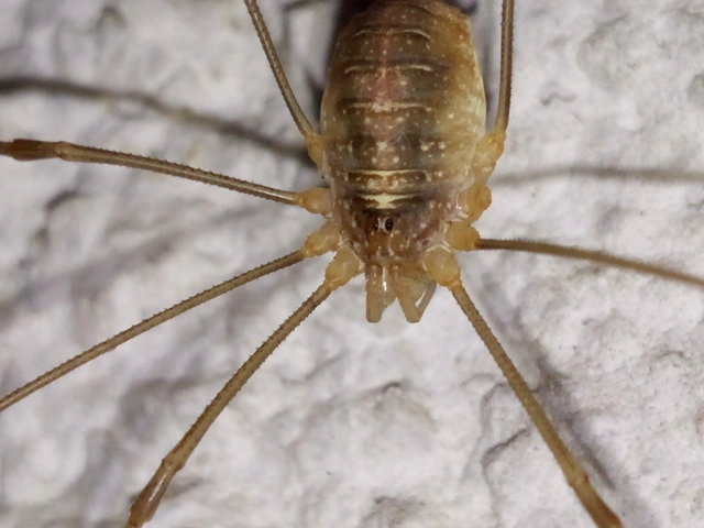 Opiliones - Kaszáspókok