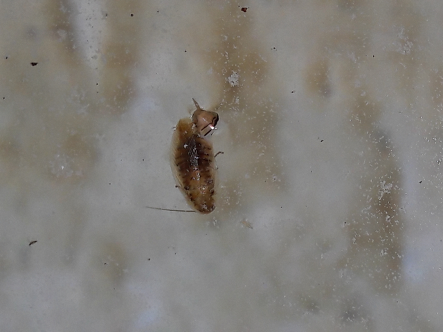 Blattodea - Csótányok